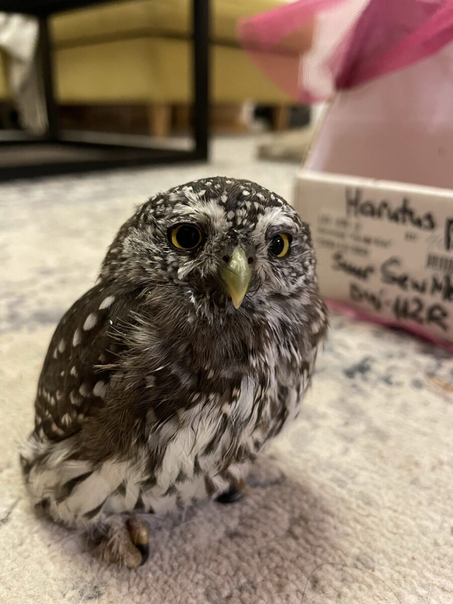 V&auml;ike v&otilde;lurkakk