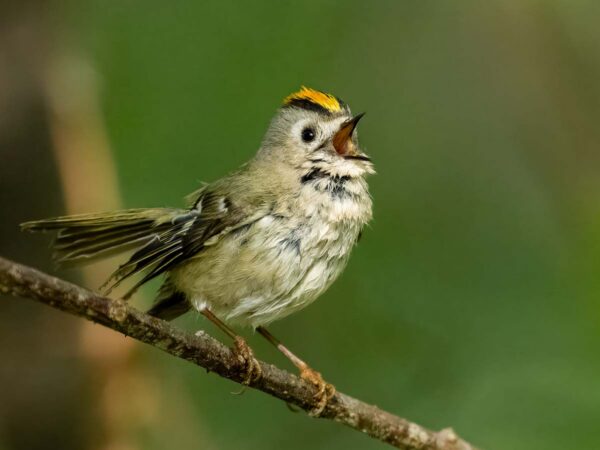 Loodusfoto võistlus